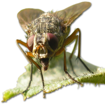 cropped-fly.png